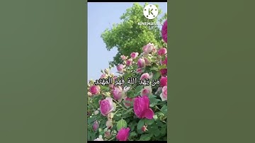 سورة الكهف بصوت مشارى العفاسي