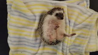 Hedgehog fart (SOUND ON)