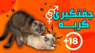 جفتگیری گربه های خانگی|جیغ و غلت زدن گربه|تولید مثل گربه ها