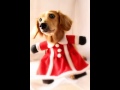 【 nideru 】 撮影 会 dog cosplayer ここちゃん 犬 の コスプレ服 姿です。 cosplay photo session