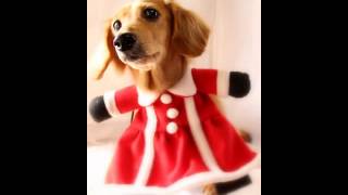 【 nideru 】 撮影 会 dog cosplayer ここちゃん 犬 の コスプレ服 姿です。 cosplay photo session