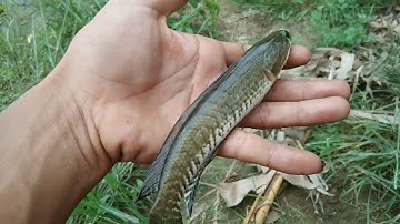 Mancing nila dan gabus di danau tempe bersama para angler wajo