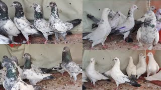 Top Kaldume,Khaure,Garre,Kalsare 700 per peice@Sayyed Pigeon Loft -7021412370