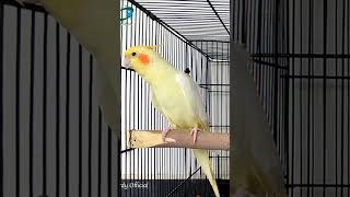Cockatiel Singing Sound #birds #parrot #cockatiel #shotrs