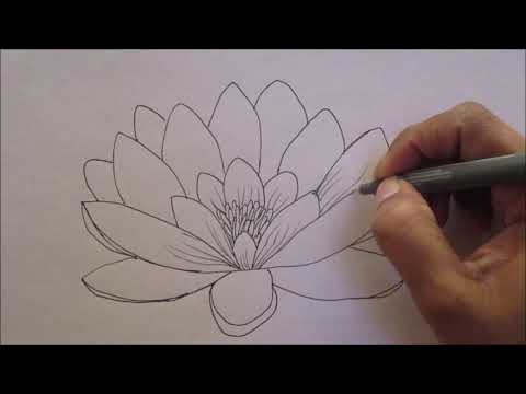Video: How To Draw A Water Lily
