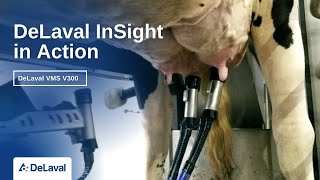 DeLaval VMS V300 Insight in Action