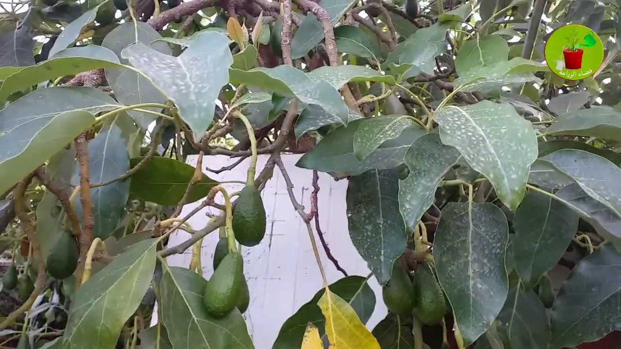اثمار شجرة الافوكادو Avocado Tree Youtube