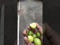 ഇതൊക്കെ ഒരു രസം 😊#shortvideo#agriculture#happiness