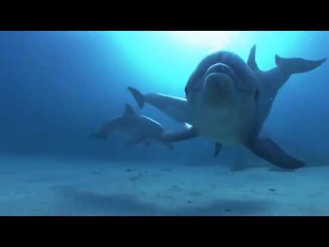 Дельфин в урагане. Песня дельфины в ураган. Песня ураган океан все дельфины. Песня ураган океан все дельфины. Фото красивых дельфинов в ураган.