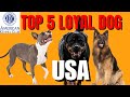 TOP 5 LOYAL DOG BREED IN USA #DOG #DOGFACTS #pitbull #germenshepherd