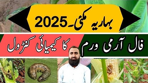How to control fall armyworm in spring Maize || Bilal Kanju Official
