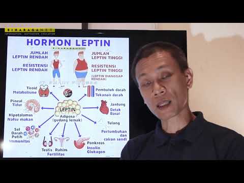 Video: 3 Cara Mengobati Resistensi Leptin