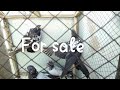 For sale 03233066704/MK Best Pigeons 