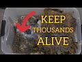 How To Keep THOUSANDS Of Crickets & Mealworms Alive For Reptile Feedings (DIY CRICKET KEEPER)