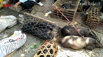 Chợ Bắc Hà: Cách bán lợn mán cắp nách của người HMông