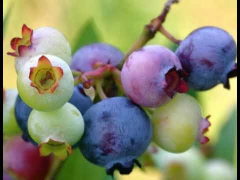 Video: Blueberry - Khasiat Yang Bermanfaat, Resep