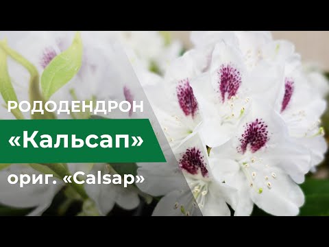 Wideo: Kolczasty Rododendron