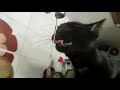 Slow motion  cat drinking tap water