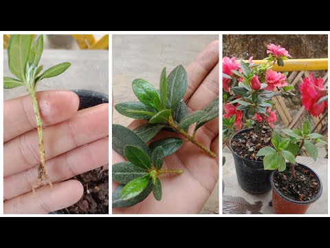 Video: How To Grow An Azalea At Home