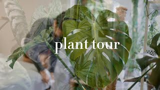 houseplant tour | silent vlog 03