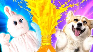 Funny Dog And Rabbit - Bottle Maze