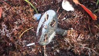 Boca Raton's Hazardous Filthy Trashy Beach