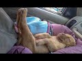 Funniest & Cutest Pitbull Puppies - Funny Puppy Videos 2021