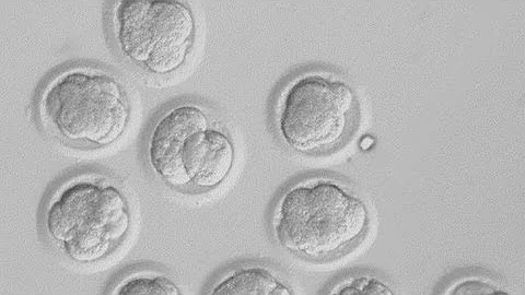 Recovered Stem Cells Yield Big News! | HPL