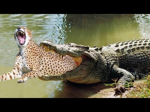 地球を食べるワニ Throw a chunk of deer meat into a 5m giant crocodile - YouTube