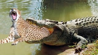 地球を食べるワニ 不運なチーターはナイル川で待ち伏せされてワニに食べられた