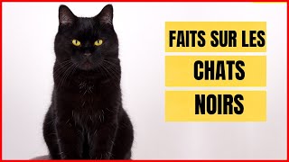 15 faits Uniques et Mystérieux sur les Chats Noirs