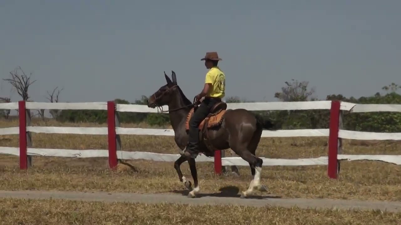 Lote 32 MERCURIO DO ENGENHO DAS LAGES