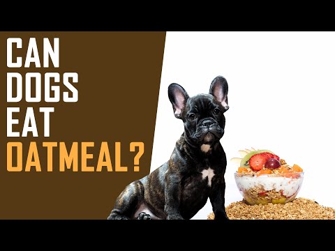 Video: Foina de ovăz ar îmbolnăvi un câine?