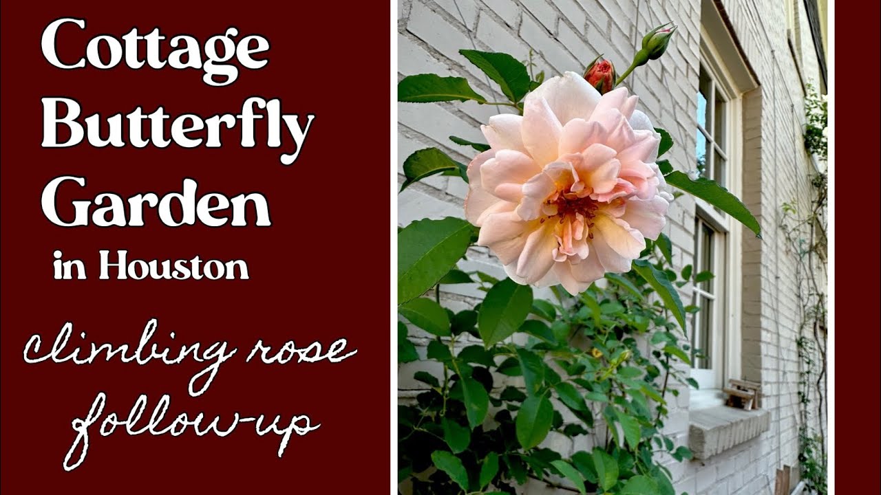 April 30 Cottage Butterfly Garden Houston TX zone 9a climbing rose