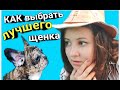 КАК выбрать ЛУЧШЕГО щенка французского бульдога. Мокрый нос