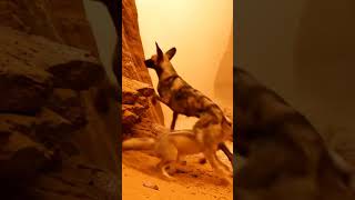 Mouse helps fox clean giant wound #wildlife #nature #animals #shorts #fox #CGI