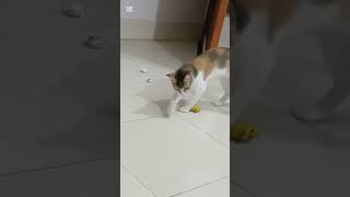 piku playing with jerry#catplaying#catlovers #cat #cute #funny #shortvideo #kitten #cutecat #pets