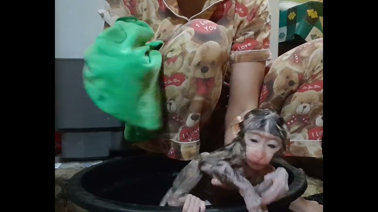 Hello my friend has a new Animal‼️yes that's Animal baby beruk and baby monkay.🐒🐵