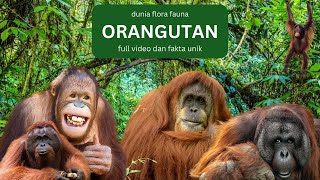 Full Video Kehidupan Orangutan Beserta Fakta Unik dan Menarik dari Orang Utan.