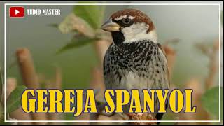 SUARA BURUNG GEREJA SPANYOL