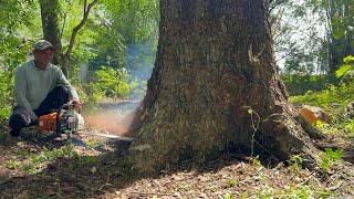 Most strongest chainsaw⁉️ Stihl ms881, cut down 2 trembesi trees.