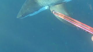 Brave Diver Fends Off Great White Shark