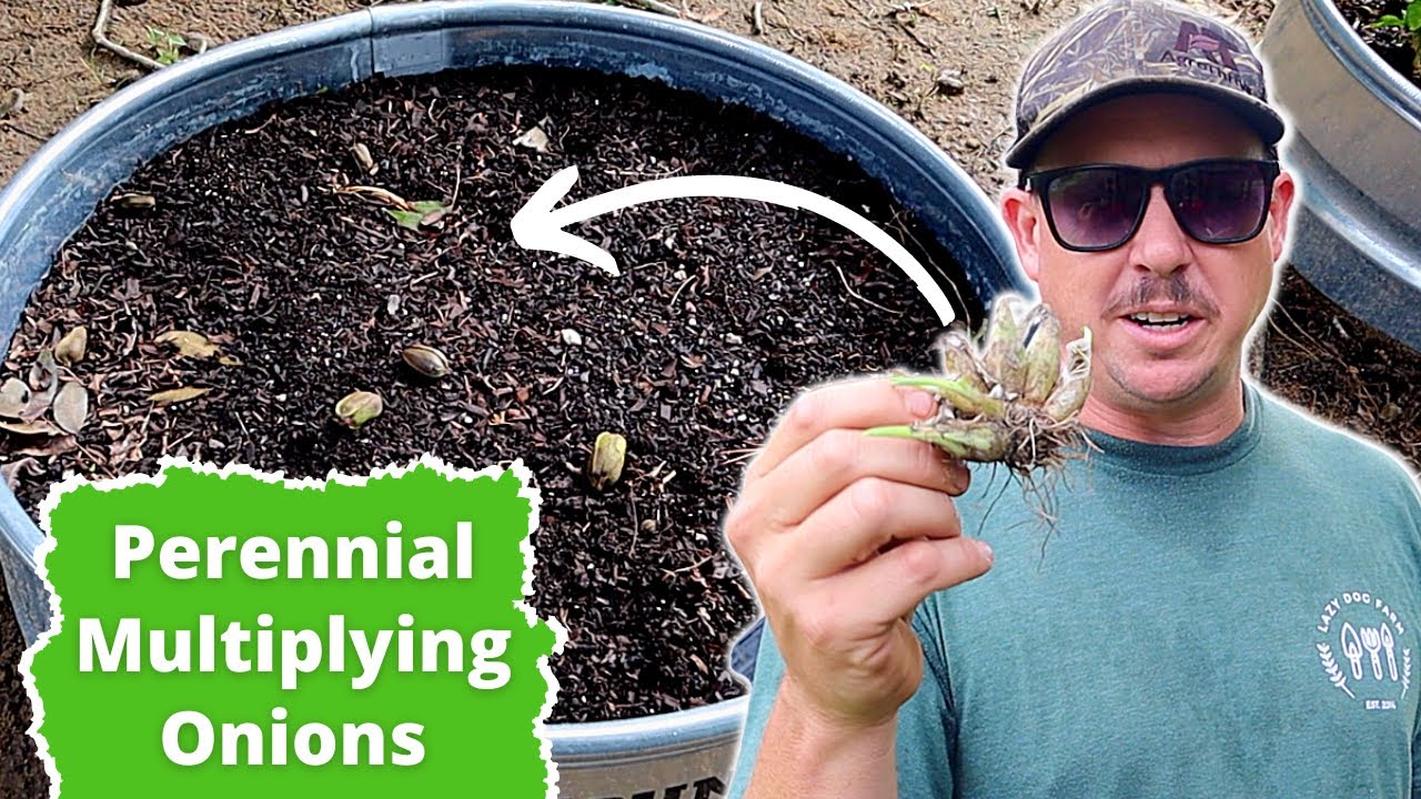 The Easiest Onions to Grow! Cajun Multiplying Onions YouTube