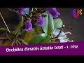 Orchidea élesztős áztatás teszt (1. rész) | A titkos recept, állítólagos hatások és az első áztatás