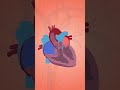 heart pu #anatomy