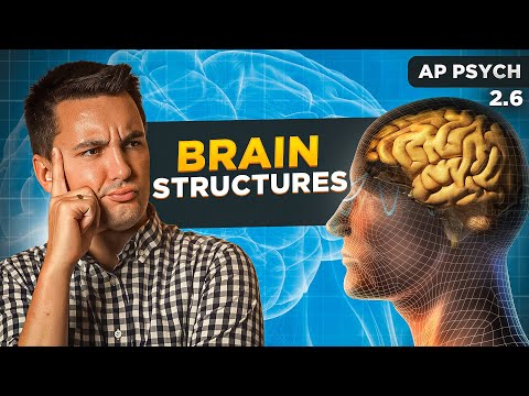 Štruktúry a funkcie mozgu [AP Psychology Unit 2 Topic 6] (2.6)