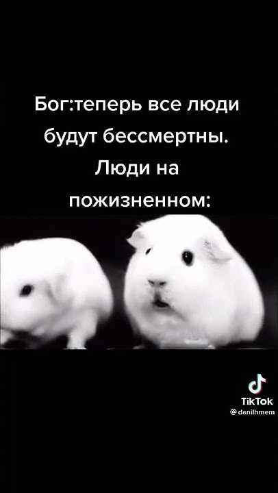 Я жую свою любимую жвачку. Я жую любимую жвачку хомяк. морская свинка я жую любимую жвачку. я жую любимую жвачку мем. я жую любимую жвачку хомяк мем.