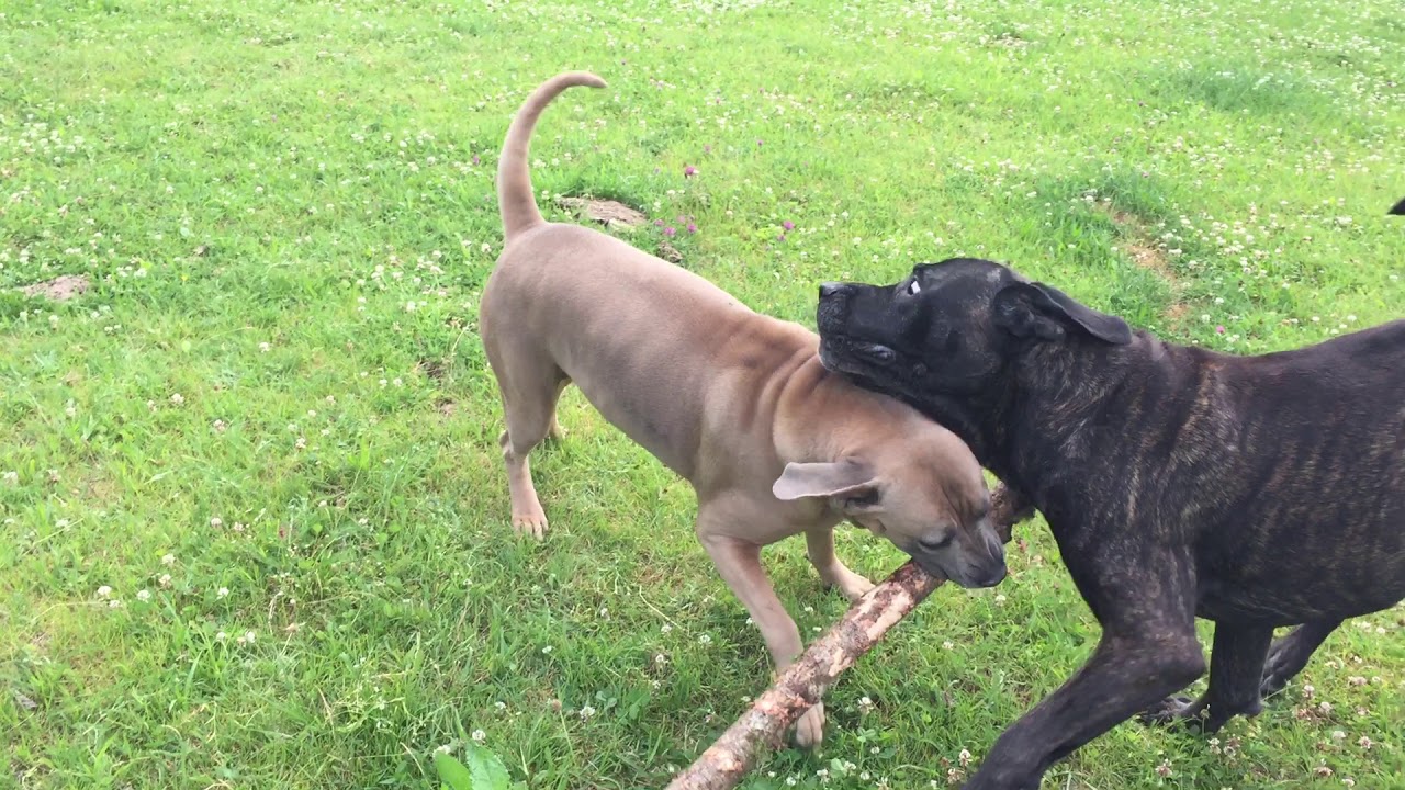 cane corso in action