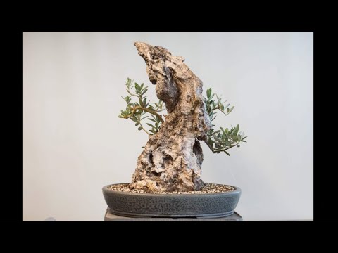 AL502】オリーブの木 古木 盆栽造り （オリーブ古木 盆栽仕立て