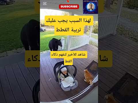 قطة تتحدى دب ا لحماية رضيع شجاعة تفوق الخيال
